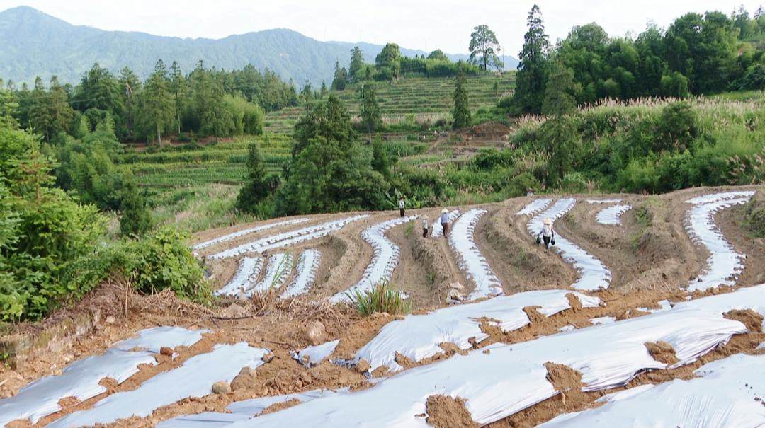 汝城：打造高山辣椒基地，带动群众就业增收