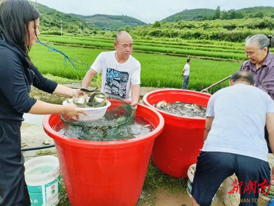 辰溪縣船溪鄉(xiāng)：稻花魚苗躍入田 產(chǎn)業(yè)振興添新翼