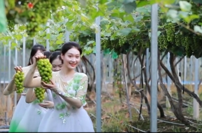南方吐鲁番的葡萄熟了