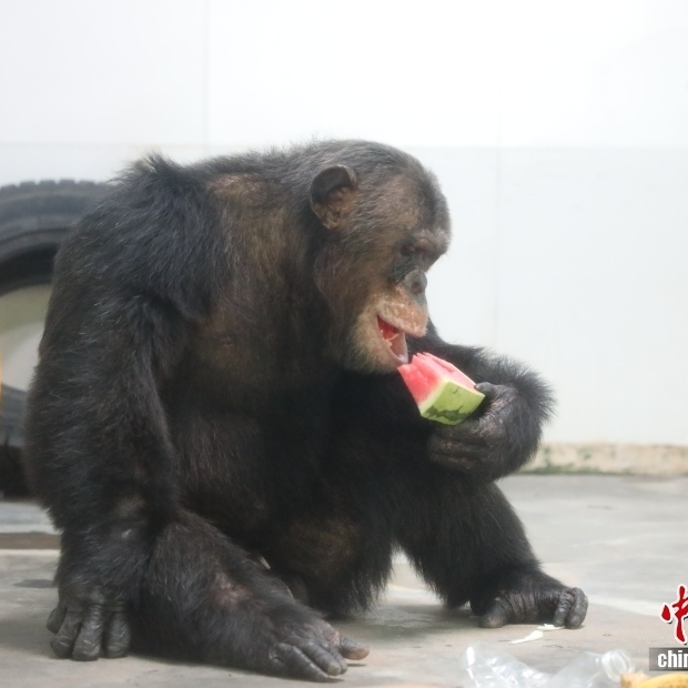 西安持續(xù)高溫 動物“花式”避暑
