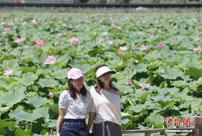 寧夏銀川：夏日濕地荷飄香