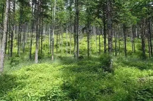 道县：当好森林卫士 强化森林管理