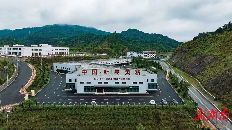 新晃黄精“链式”破局，解锁生态价值实现密码