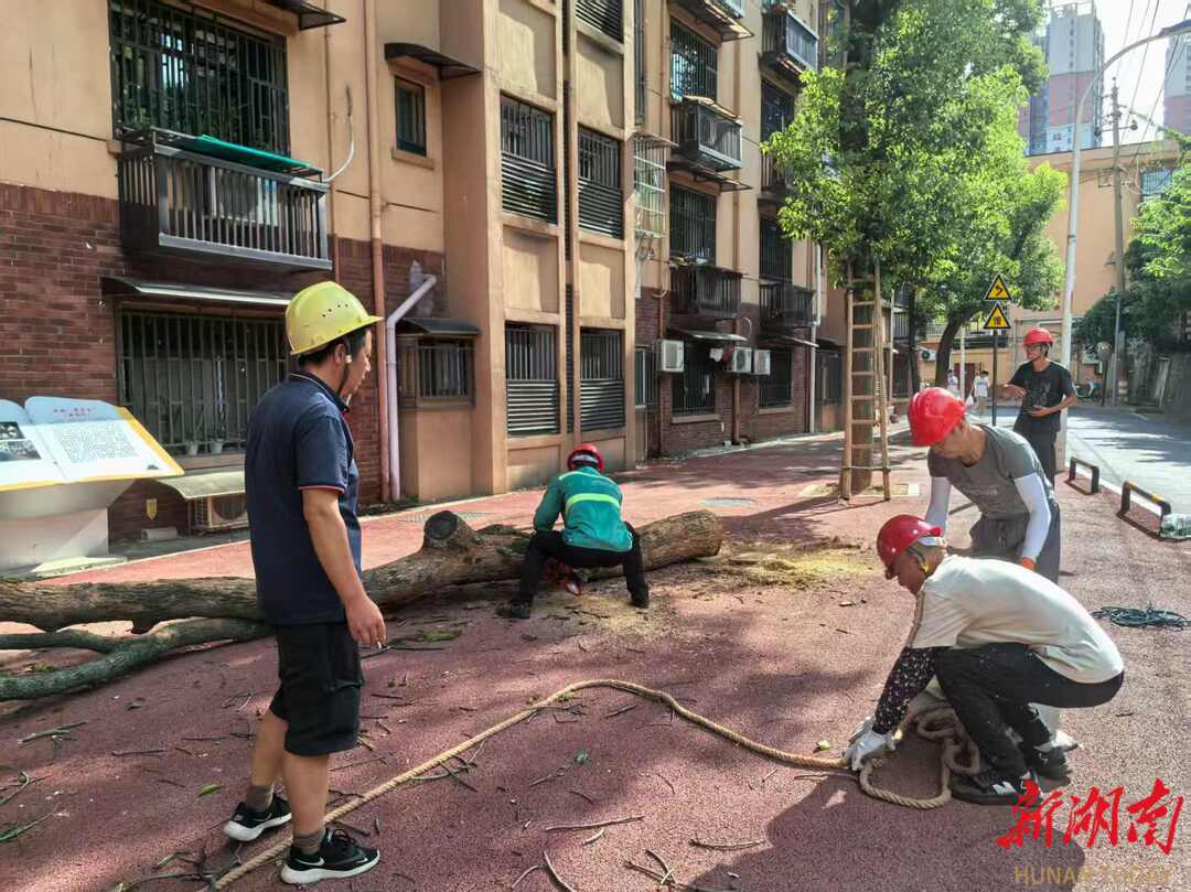 危樹“鬧心”15分鐘清除 雨花區(qū)井巷社區(qū)“生態(tài)綠”繪就“和美景”