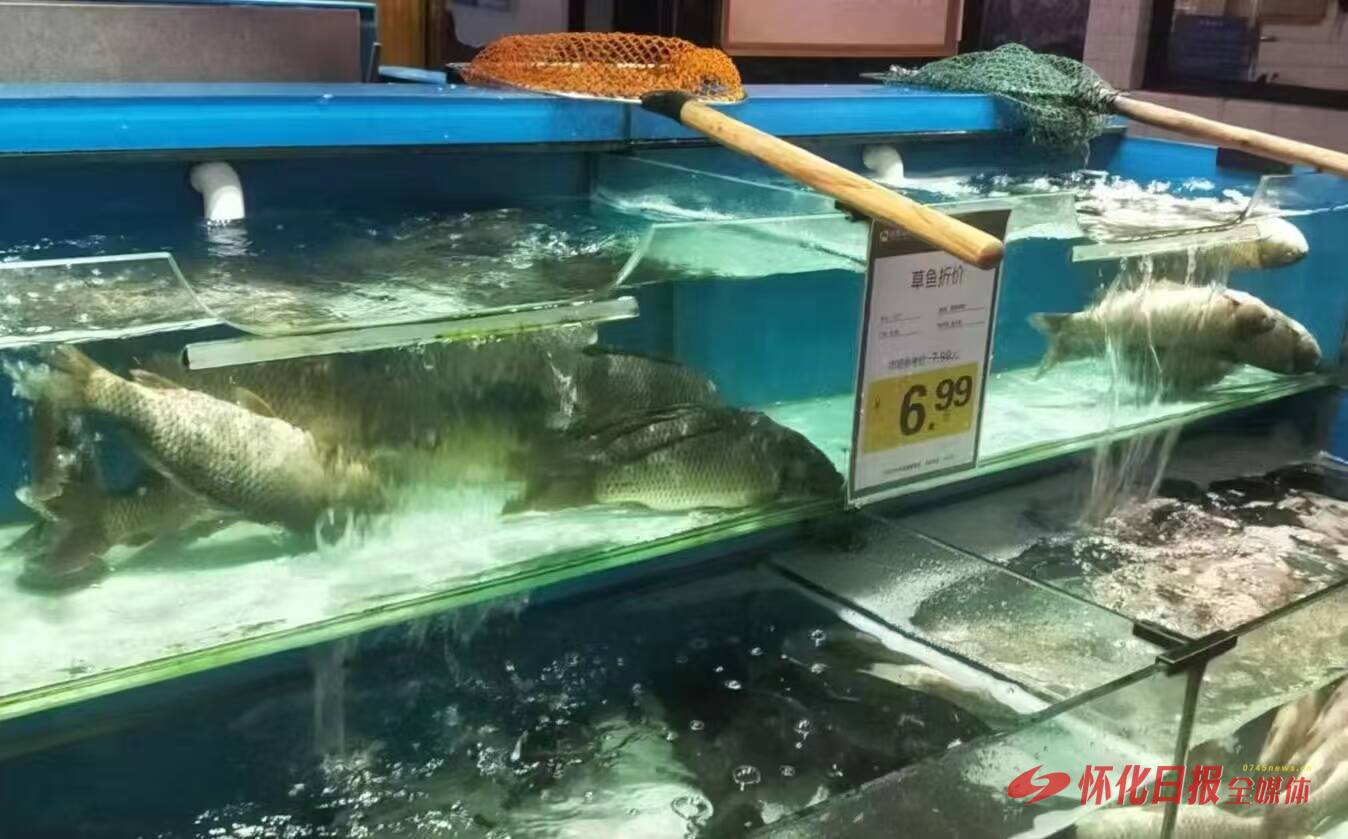 怀化城区淡水鱼量足价稳