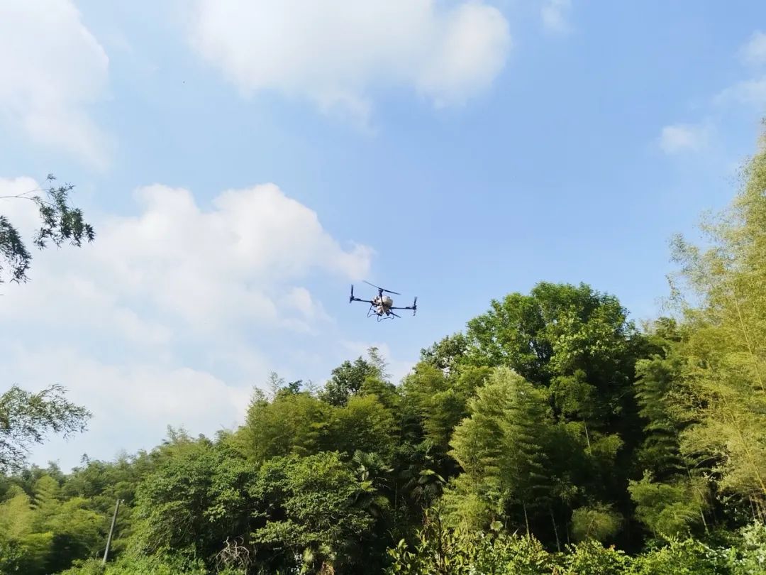 無人機(jī)“出擊” 為萬畝竹林“保駕除蝗”