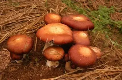 “稻草種菇”環(huán)保又致富