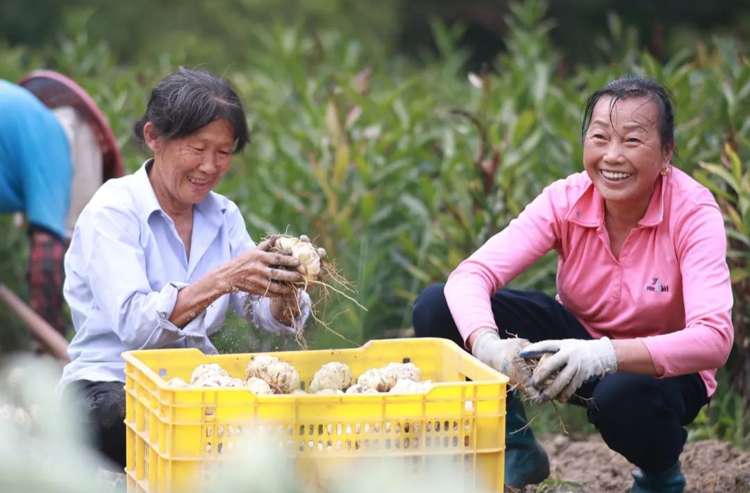 田间调出“致富色”！桃红、瓜翠、葡萄紫……
