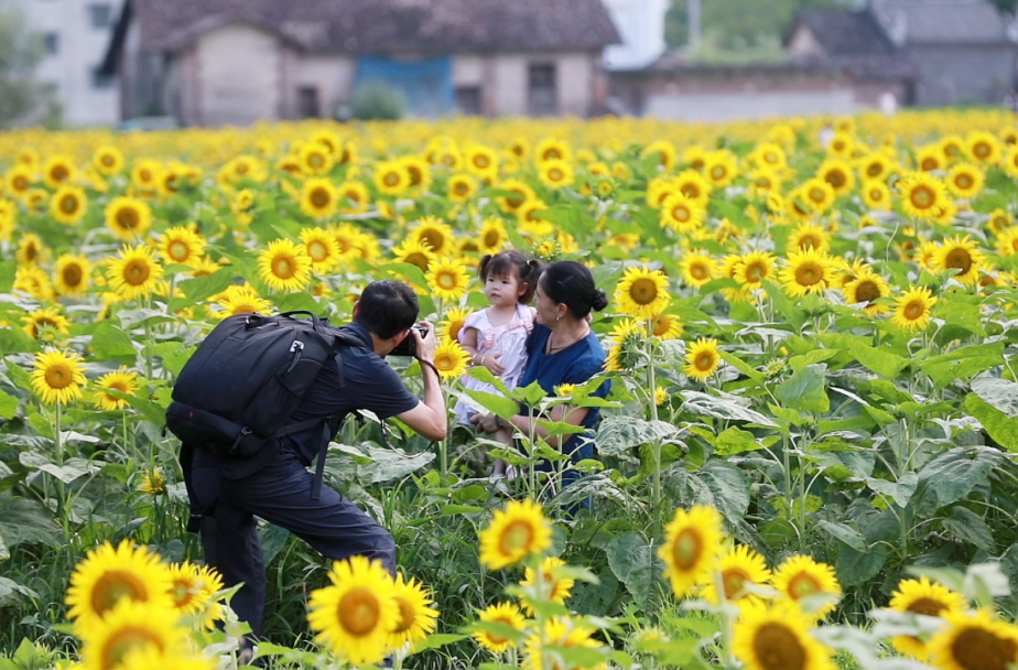 汝城：金色花海应季绽放 “赏花经济”带火乡村