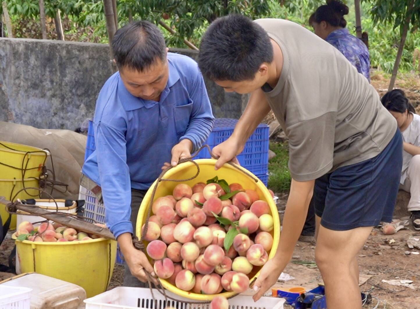芷江：水晶桃喜获丰收 线上线下双渠道销售助农增收
