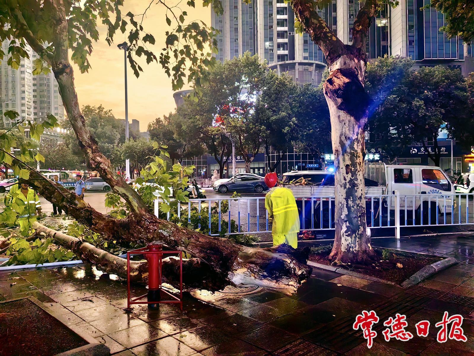 暴雨天气树木倒伏怎么办？常德园林“抢险队”出击