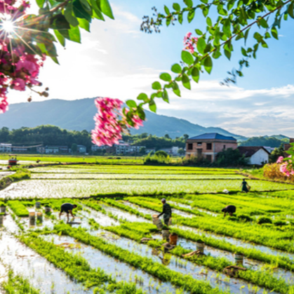 Farmers Busy with Agricultural Production in Farming Season Around Dashu