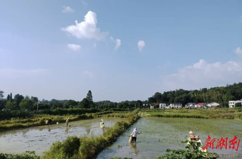 长沙县金井水库：“防调蓄护”一体化灌溉体系护航“双抢”