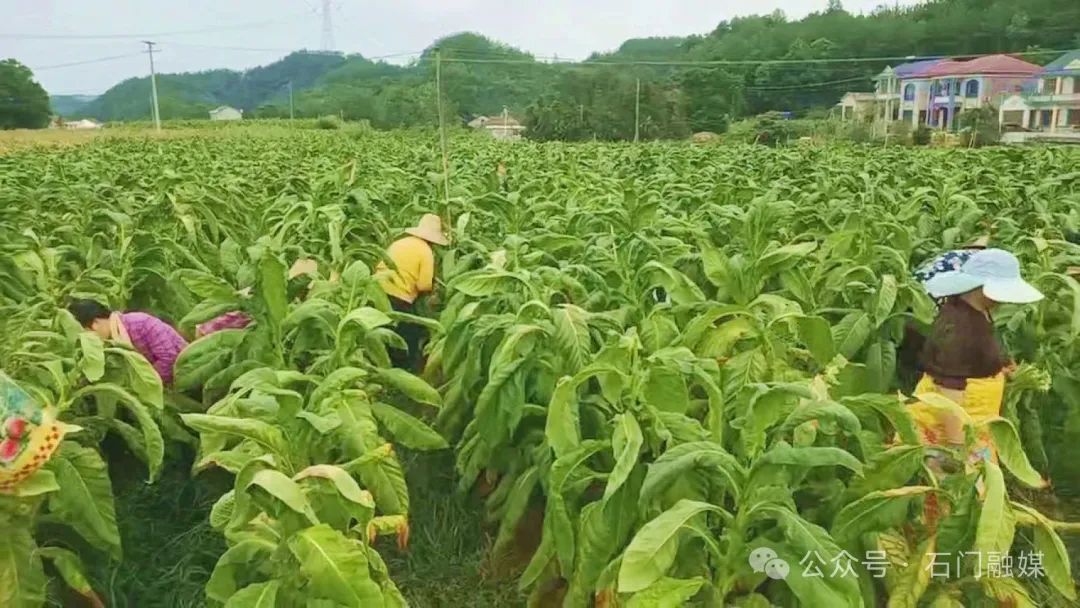 石门：“黄金叶”开烤