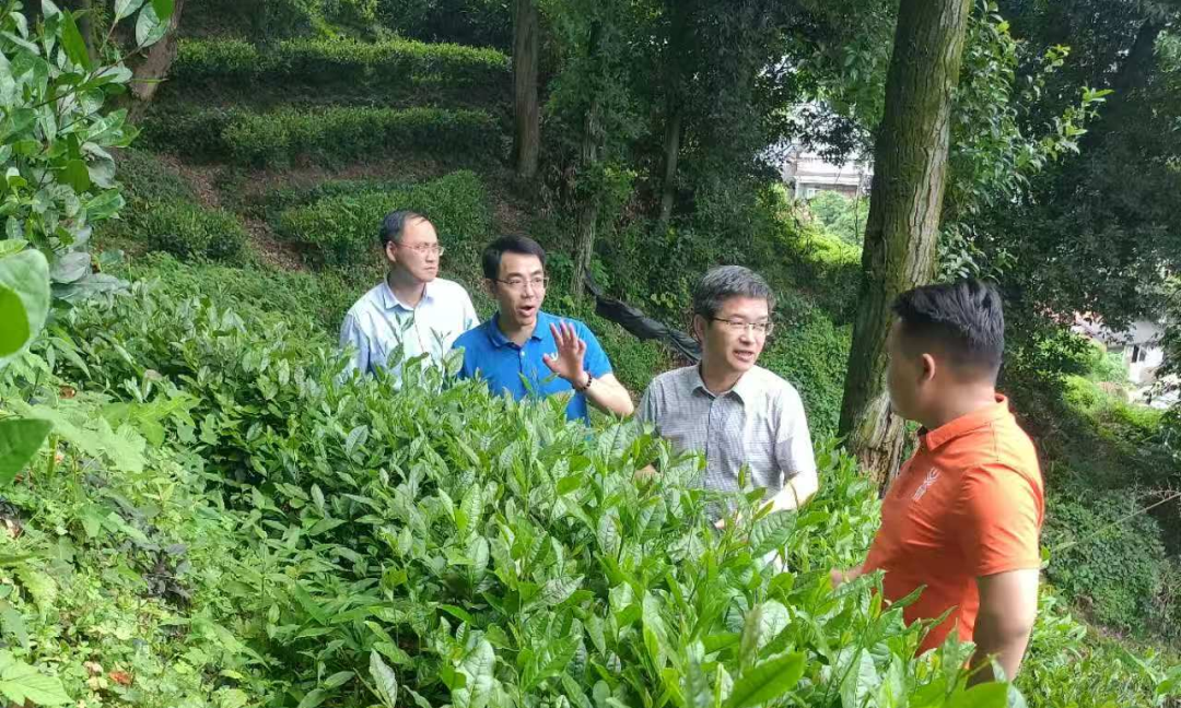 新寧縣：精準監(jiān)督，激活“一片葉子”的“綠色引擎”