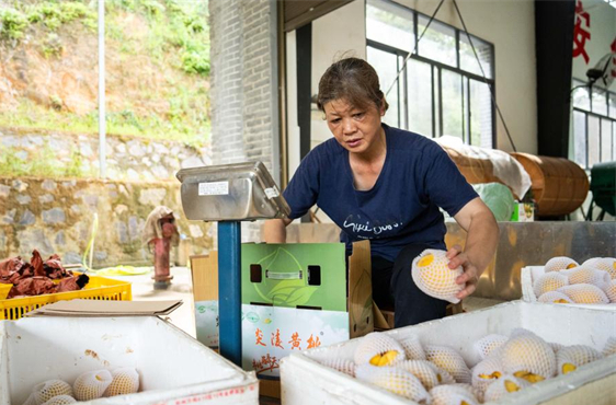 Yellow Peaches Enter Harvest Season in Yanling County, Hunan