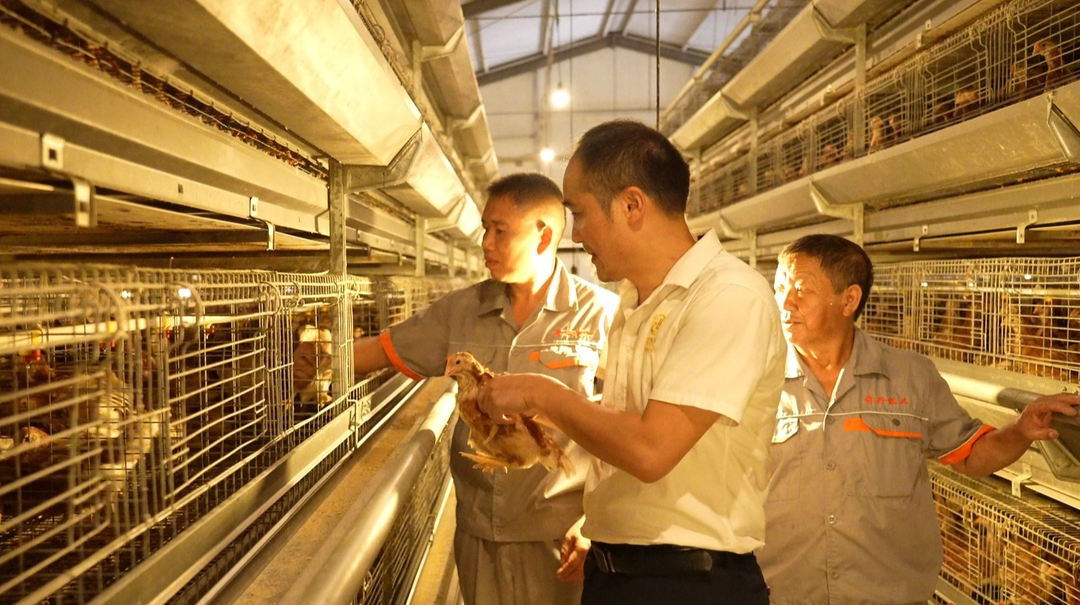 体育老师转行养鸡，能养出什么新花样？来看看临武这位跨界能人的“鸡”密科技！