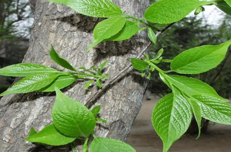 科技創(chuàng)新托起杜仲萬億產(chǎn)業(yè)夢