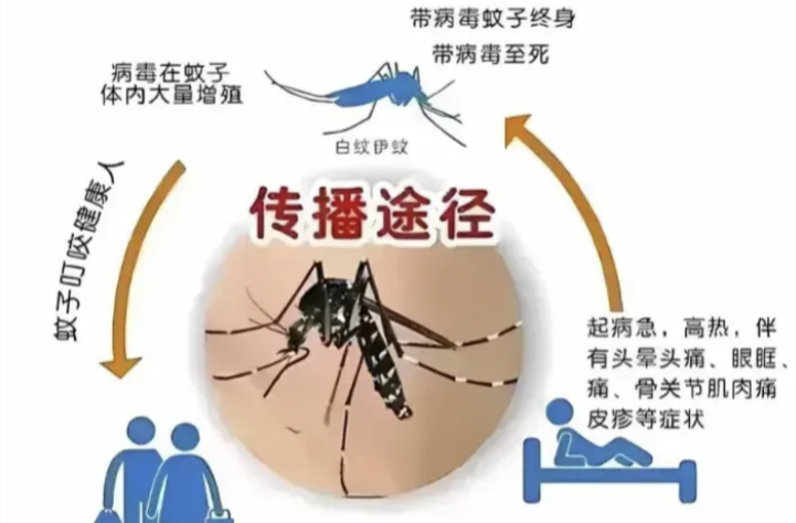 被蚊子叮咬后关节痛？专家提醒：警惕基孔肯雅热 