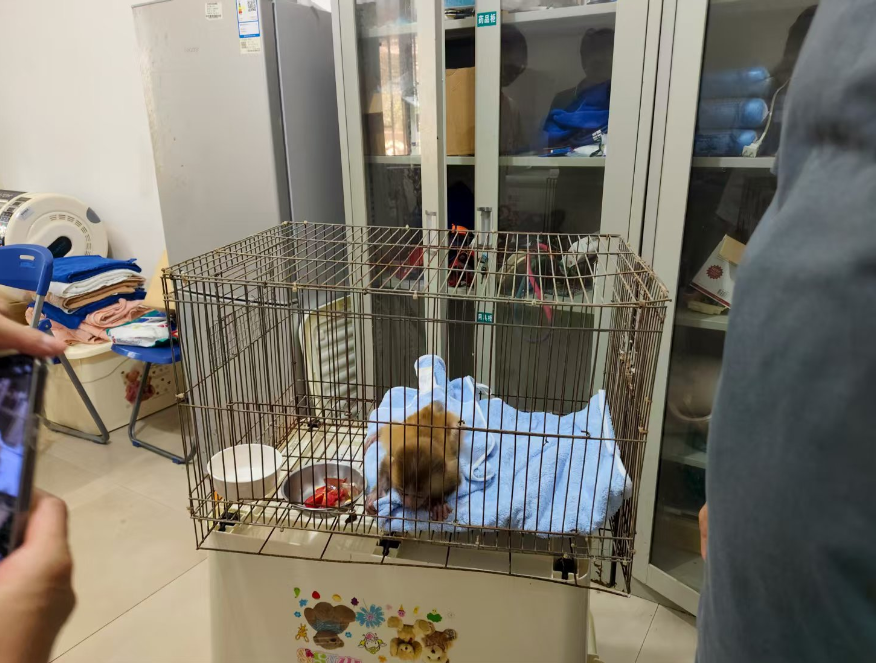 张家界接力救助被弃幼猴 守护国家二级保护动物