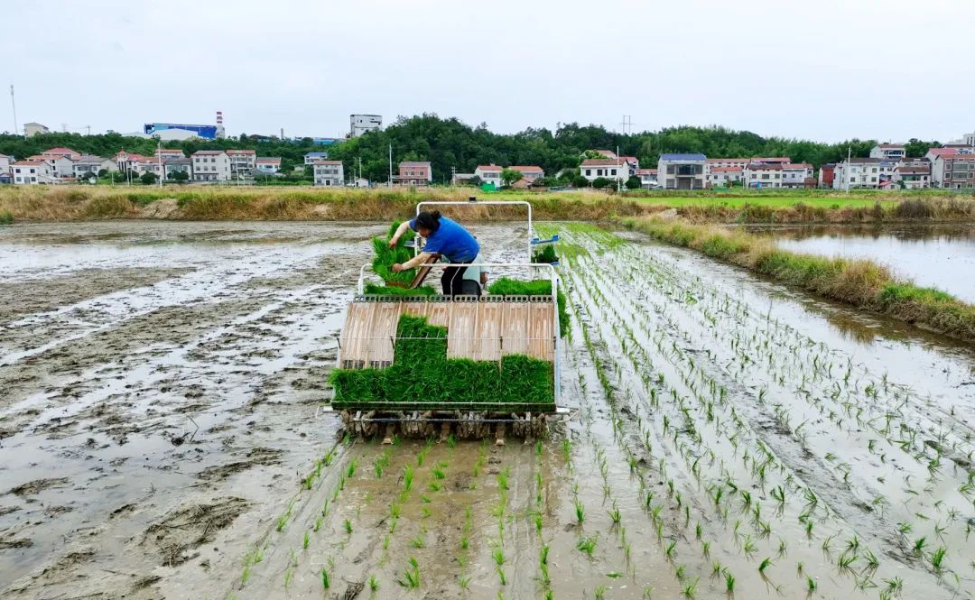 臨湘云湖街道：6200畝早稻顆粒歸倉 晚稻搶種沖刺收官