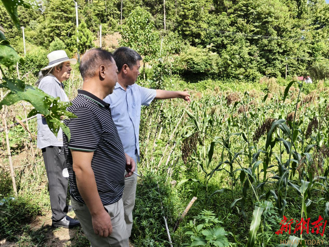 双峰县花门镇：专家团队为乡村振兴“诊脉开方”