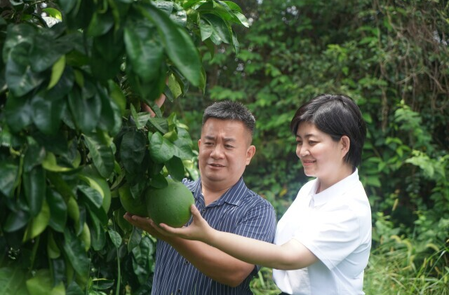 单个柚子最高卖到200元，背后有何“玄机”