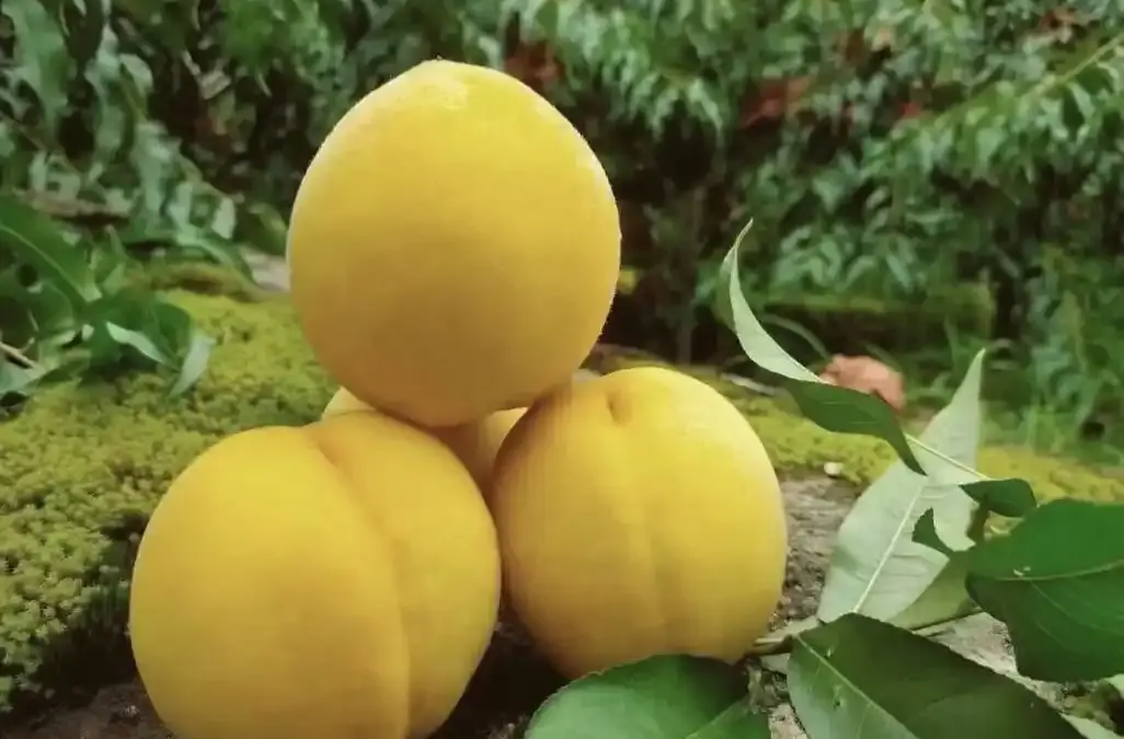 三湘時評丨“以桃為媒”的產(chǎn)業(yè)融合智慧