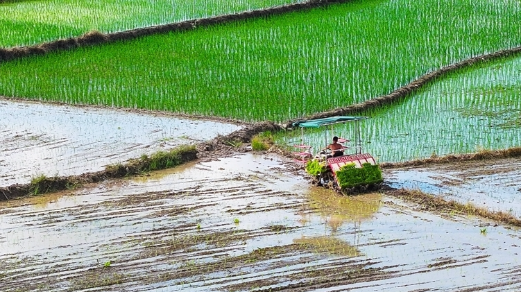 “双抢”正酣