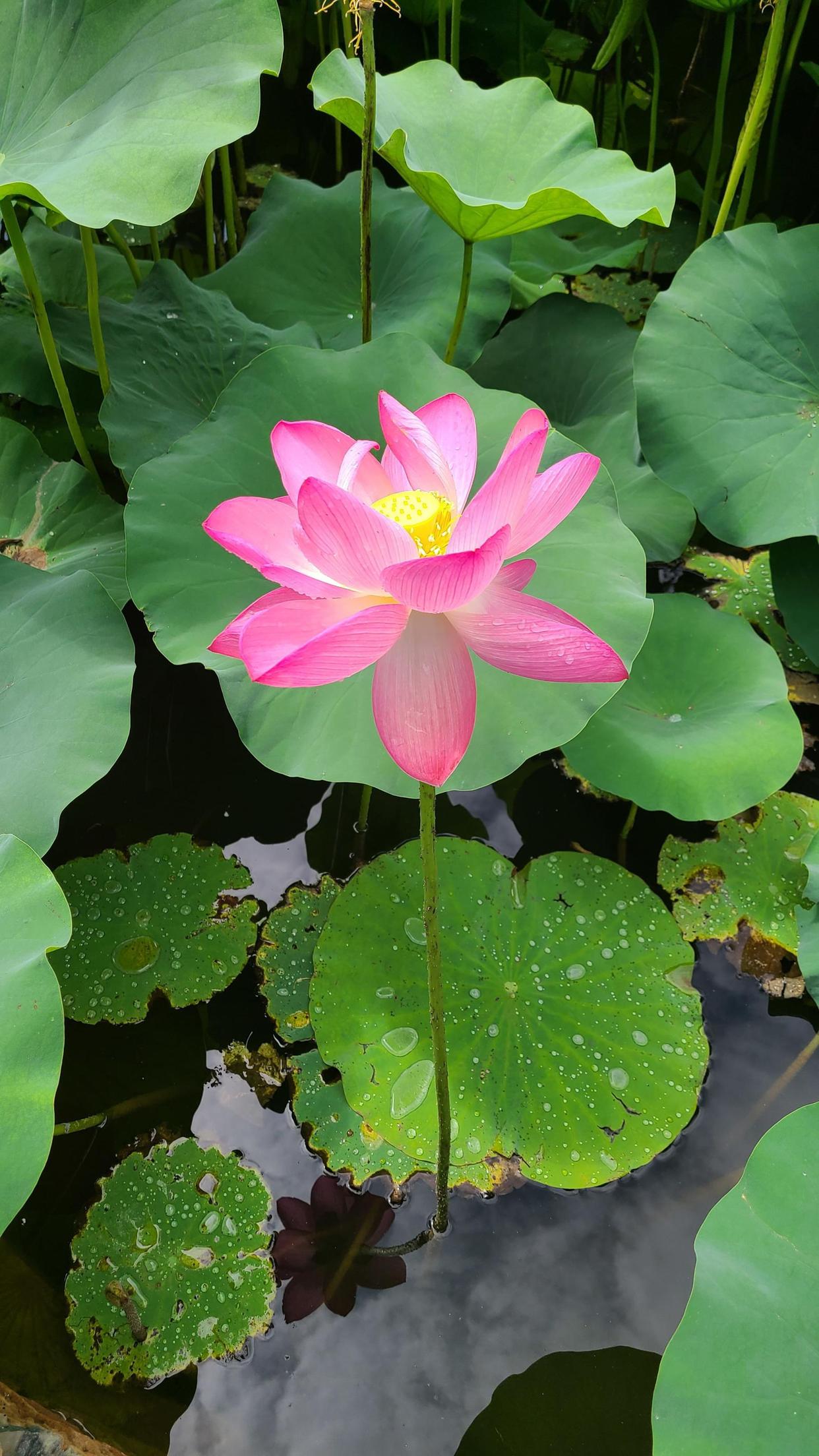 好美！雨后通州鏡湖，荷花夏日氛圍感拉滿