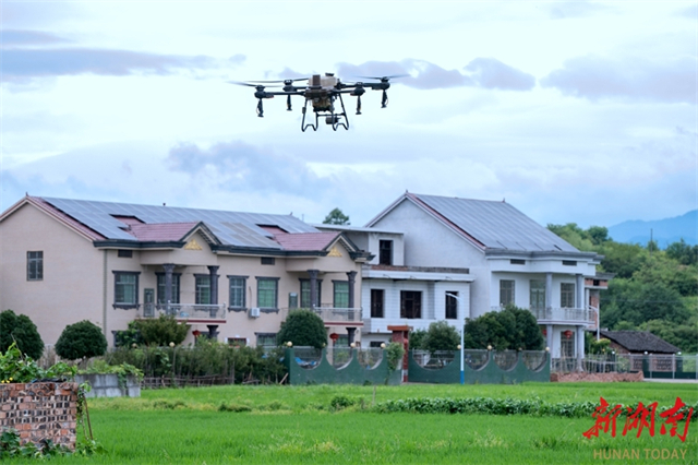 Drone Technology Assists Rice Production in Youxian County
