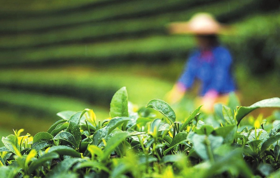 忘不了茶岭红绡