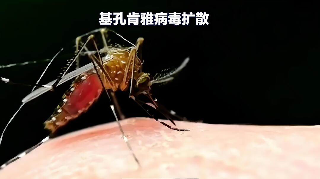 建議收藏！基孔肯雅熱防控13問，專家詳解