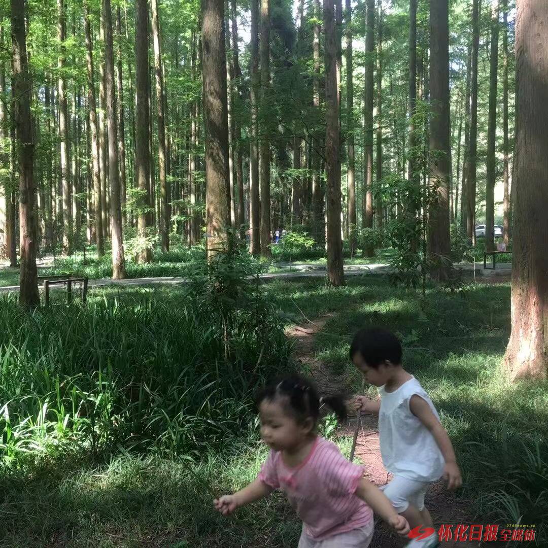 福地怀化 康养季｜夏日寻凉，排牙山国家森林公园成周末度假热门地