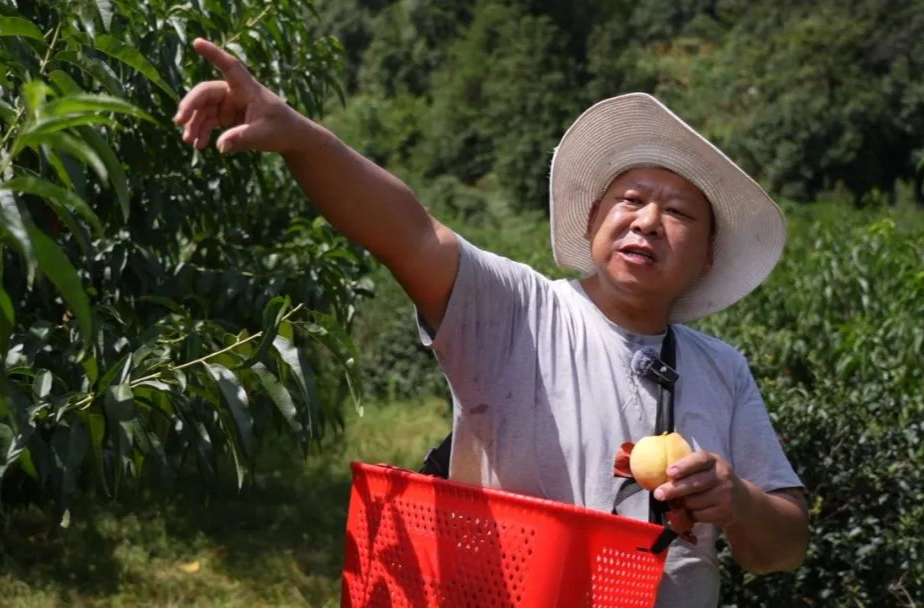 四千斤黃桃急盼銷路！平江一戶多殘家庭用汗水種出的甜，期待幫扶！