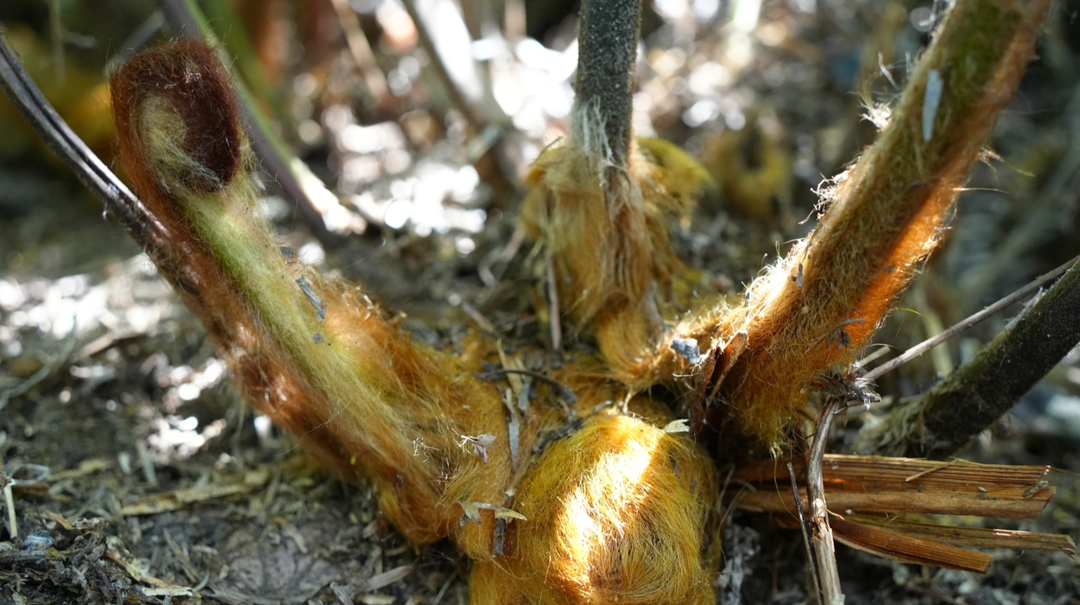 绥宁惊现近50亩金毛狗蕨野生群落，堪称植物界的“活化石”