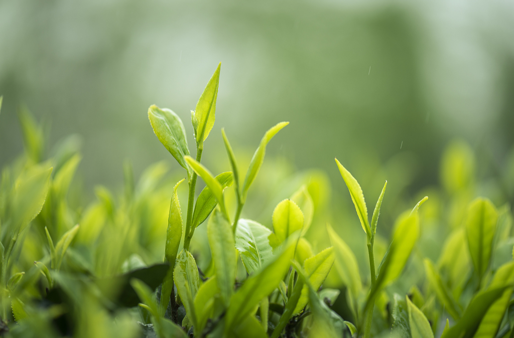 Hunan's Tea Exports Volume and Value Both Hit Record High