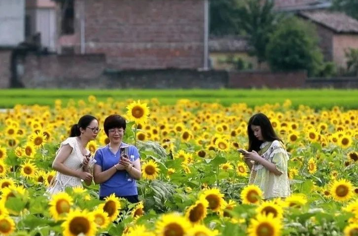 “追花人”必备！汝城夏日这份赏花地图请收好