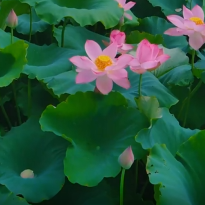 视频丨永兴：浪漫夏日·诗意画卷