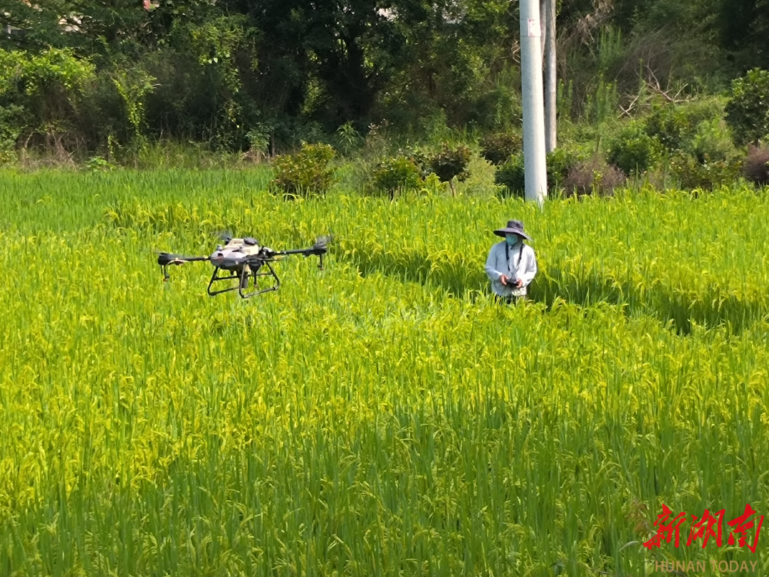 辰溪縣黃溪口鎮(zhèn)：科技賦能 無人機開啟“飛行模式”為稻田披上“防護衣”