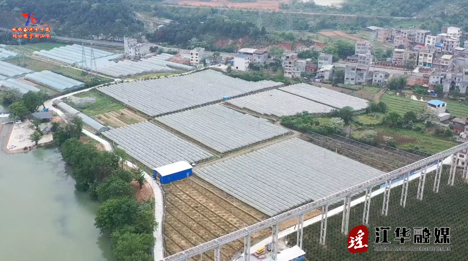 江华沱江镇天桥村：阳光玫瑰迎丰收品质领“鲜”俏四方
