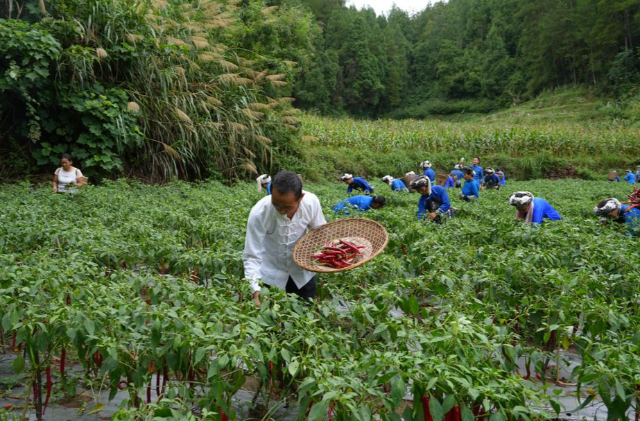 吉首市丹青镇红辣椒“泡”出好日子