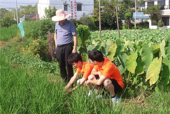 稻田万亩迎青衿学子 书记一程引实践之路
