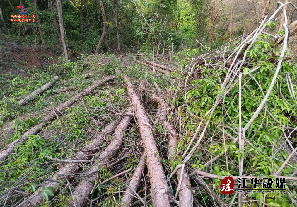 江华：滥伐林木 唐某被采取强制措施