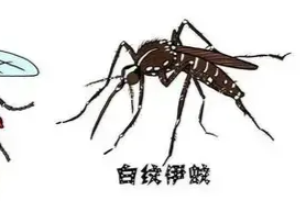 蚊媒传染病怎么防？——国家疾控局解答热点关切