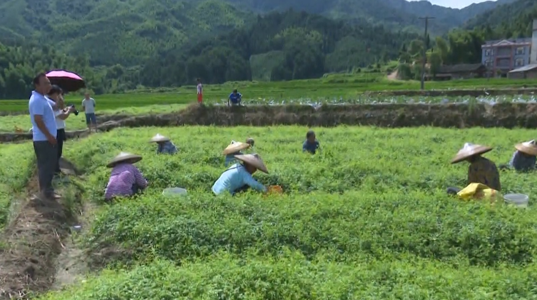 绥宁绞股蓝获国家地理标志认证，特色产业添“金字招牌”