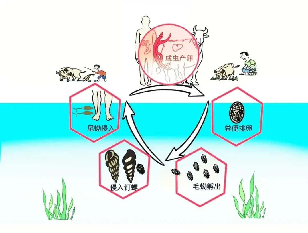汛期健康提示：謹(jǐn)防感染血吸蟲(chóng)！