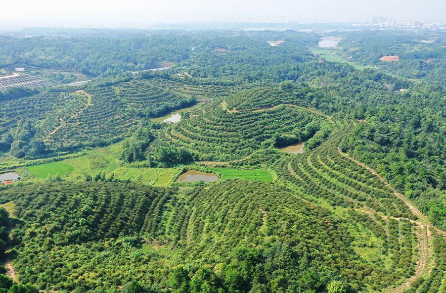 油茶铺就致富路