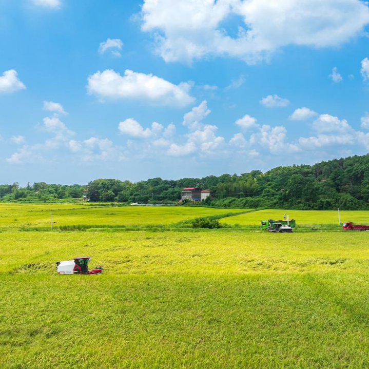冷水灘：戰(zhàn)酷暑 忙“雙搶”