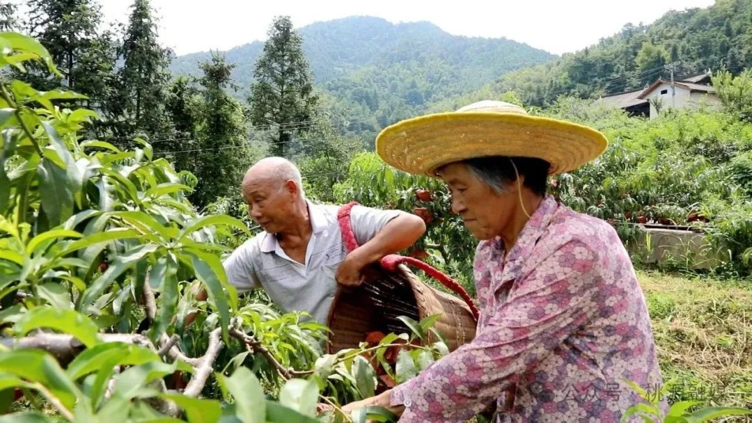 桃源縣西安鎮(zhèn)450畝黃桃成 “致富果” 163戶農(nóng)戶共享豐收甜